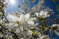magnolia