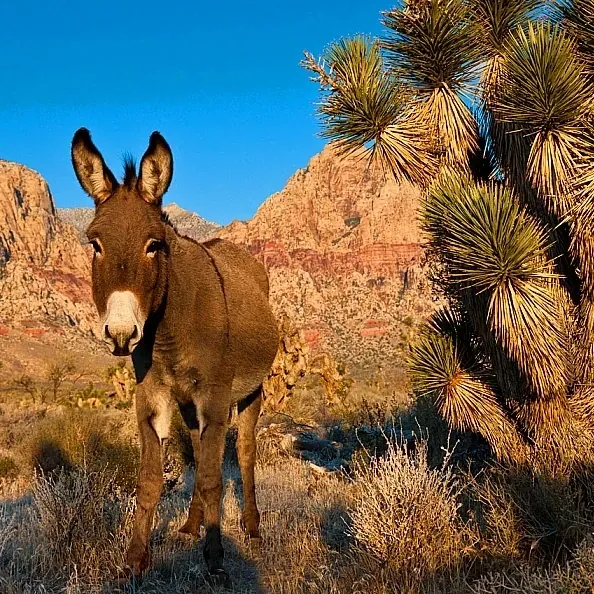 Burr donkey