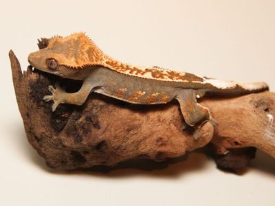Kranset gekko