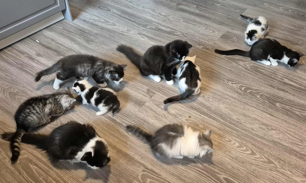 kattebilde