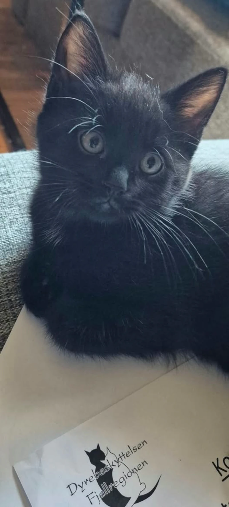 kattebilde