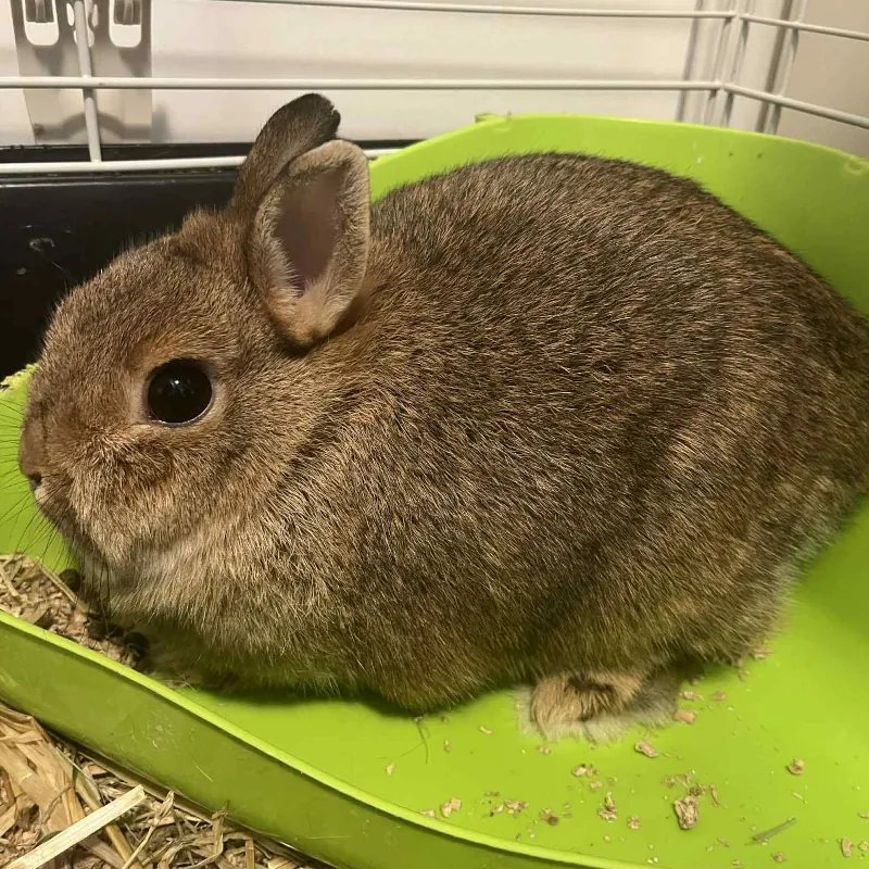 miniportrett