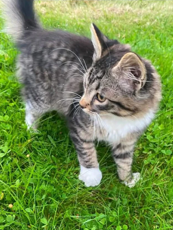 kattebilde