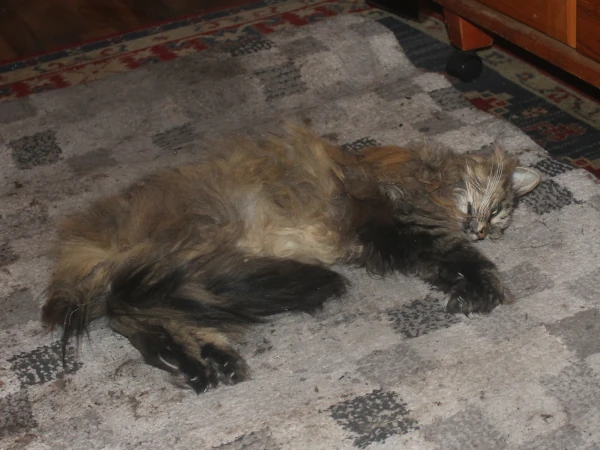 bilde av katt